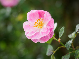 Summer pink flower in garden