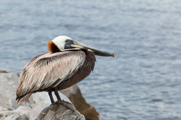 A brown pelican on a rock looking at the ocean