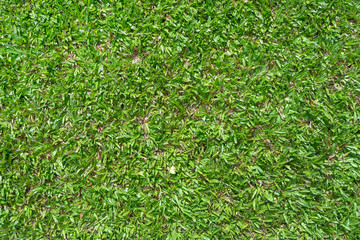 common carpet grass - green grass texture background