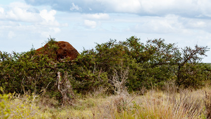 Huge African Bush Elephant