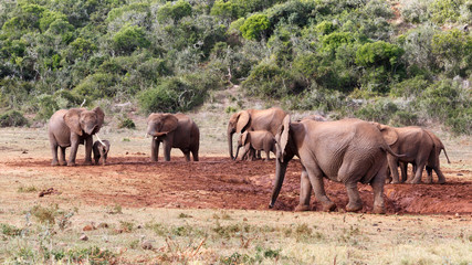 Fototapeta na wymiar The Tribe - African Bush Elephant