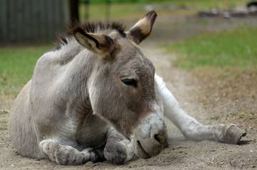Fototapeta premium lazy grey Donkey lying on the ground