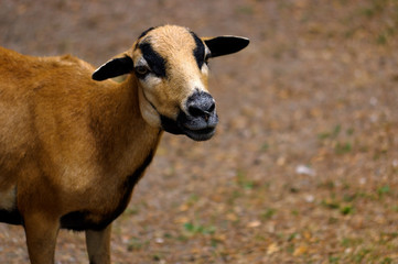 Naklejka na ściany i meble brown goat grazing in a field, sheep