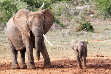 One Tusk African Bush Elephant