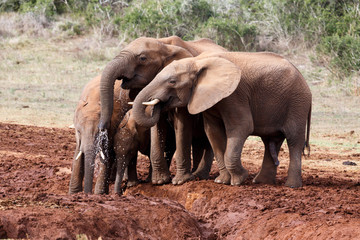 Drinking Time - African Bush Elephant
