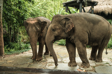 Fototapeta na wymiar Two Asian Elephants in Chiang Rai, Thailand