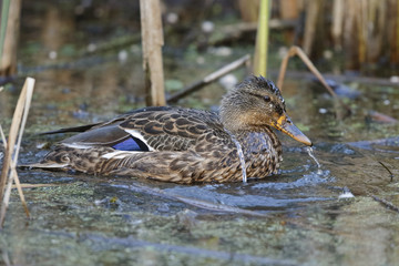 Female Mallard in Autumn