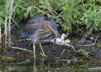 Green Heron Eating a Green Frog