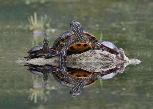 Northern Map Turtle and Midland Painted Turtles Basking on a Log