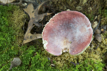 Mushroom and Moss Growing in a Forest - Ohio
