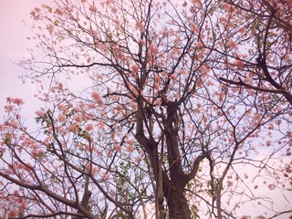 Prunus cerasoides pastel tone