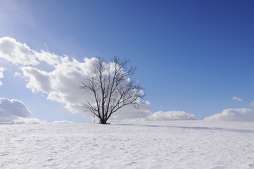 Lonely tree on winter field