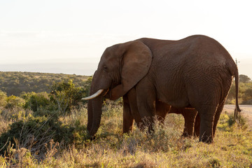 Naklejka na ściany i meble Scale - African Bush Elephant