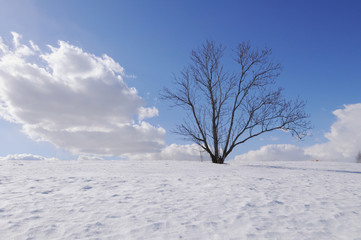 Lonely bare tree on  hill