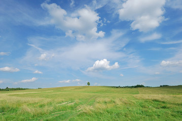 Summer landscape - green field and lonely tree