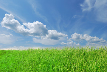Fototapeta na wymiar Spring green grass on blue sky