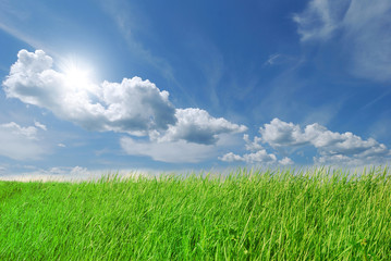 Fototapeta na wymiar Green grass on blue sky