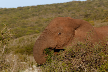 Fototapeta na wymiar African Bush Elephant Eating