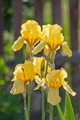 yellow irises in the sunlight