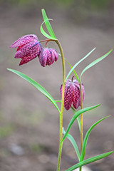 Fritillaria meleagris flowers