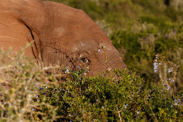 My heart is broken. - African Bush Elephant