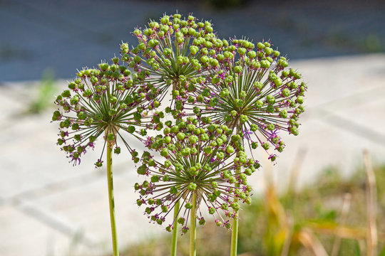 onion flower stalks
