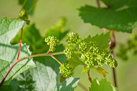 Grapes flowers