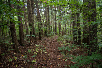 Obraz premium Indiana Hiking trails