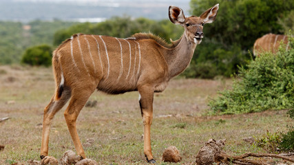 Smiling Lady - Greater Kudu - Tragelaphus strepsiceros