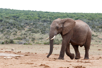 Fototapeta na wymiar Need Water - African Bush Elephant