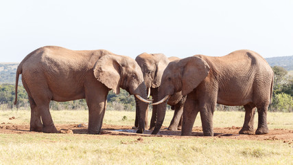 Fototapeta na wymiar Three Elephants at the Watering Hole - African Bush Elephant