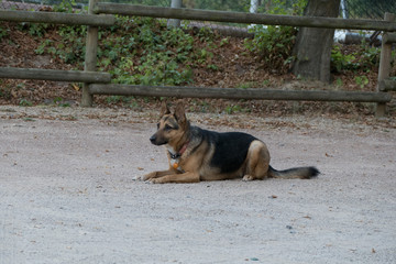 aufmerksamer Hund