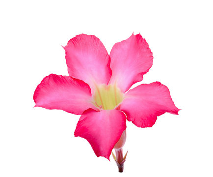Desert Ros, Impala Lily, Mock Azalea flower isolated on white