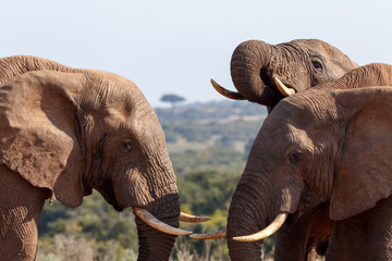 The beginning of a Elephant Fight - African Bush Elephant