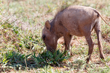 I EYE You - Phacochoerus africanus  The common warthog