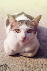 Fototapeta na wymiar A lovely cat lying on concrete floor in the morning with softt f