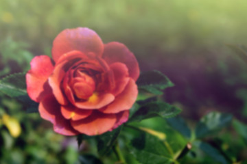 A closed up and blurred beautiful orange rose in garden with vin