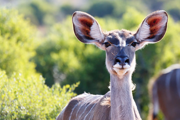 Female Kudu, South Africa