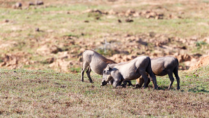 Feeding Time - Phacochoerus africanus  The common warthog