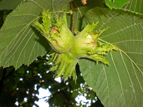 Avellano con avellanas en verano (Corylus avellana)