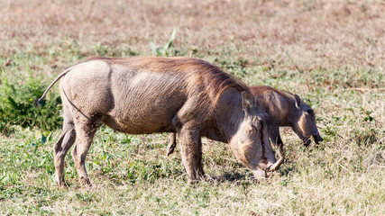 Naklejka na ściany i meble Mom and Me Again - Phacochoerus africanus The common warthog