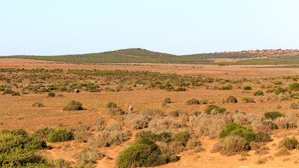 So Beautiful Addo Landscape
