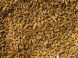 Grains of wheat in closeup