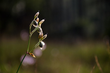 Murdannia giganteum, Thai violet flower in winter season