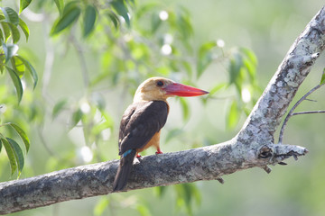 Brown winged Kingfisher/ This is very beutiful wild bird photo which was took in Langkawi Malaysia .This bird name is Brown winged Kingfisher.