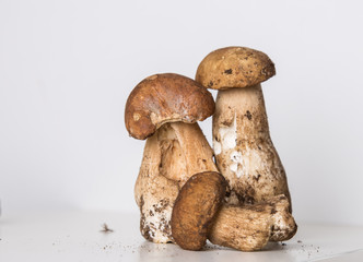 boletus mushrooms on white background