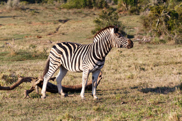 Fototapeta na wymiar Go - Burchell's Zebra