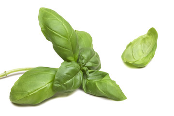 Young juicy green sprig of basil