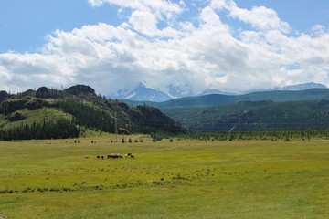 Fototapeta na wymiar Mountain landscape green meadow cow clouds