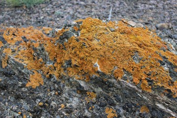  Orange lichen on stone background